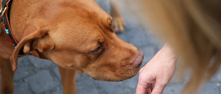 Köpekler İnsanlardaki Hastalıkları Hissedebilir mi?