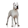 Dogo Argentino