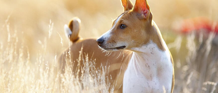 Dünyanın En Eski Köpek Irkları