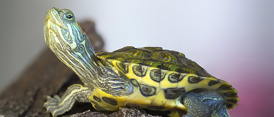 Evde Kaplumbağa Bakımı