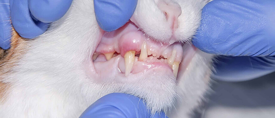 Kedi ve Köpeklerde Gingivitis