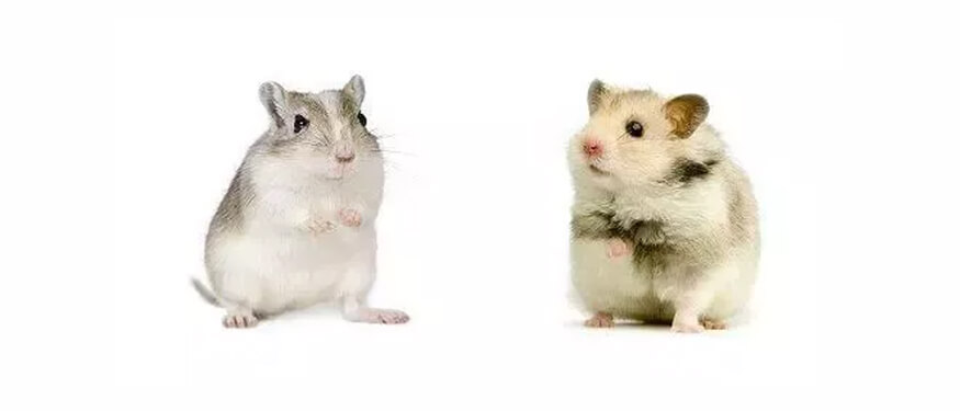 Hamster ve Fare Arasındaki Farklar