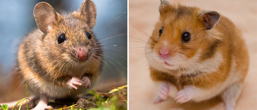 Hamster ve Fare Arasındaki Farklar