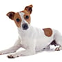 Jack Russel Terrier
