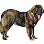 Kafkas Çoban Köpeği