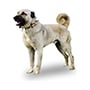 Kangal Köpeği