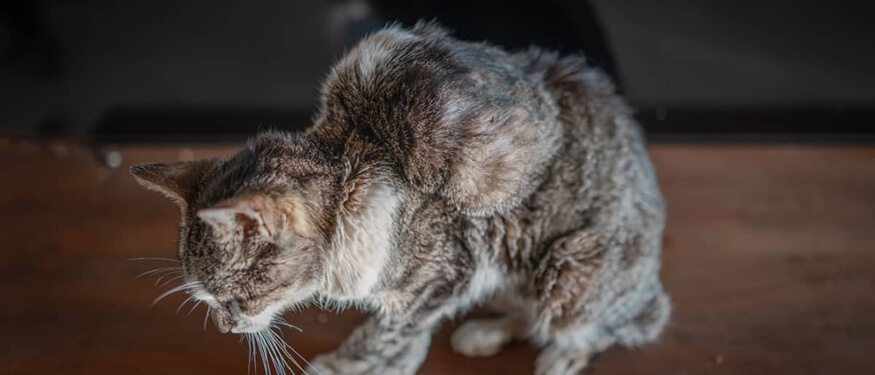 Kedi ve Köpeklerde Aşı Sarkomu Nedir?