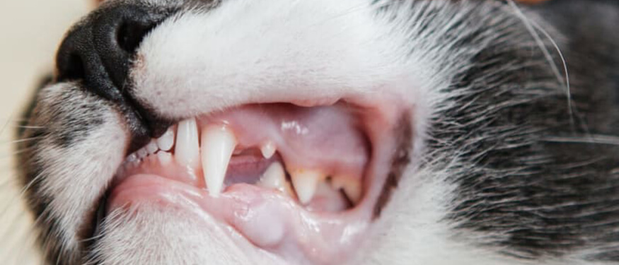 Kedilerde Diş Eti Hastalıkları
