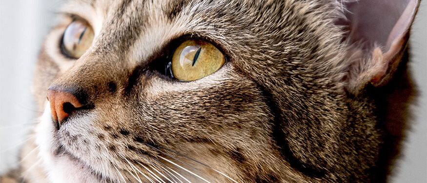 Kedilerde Göz Sorunlarının Belirlenmesi