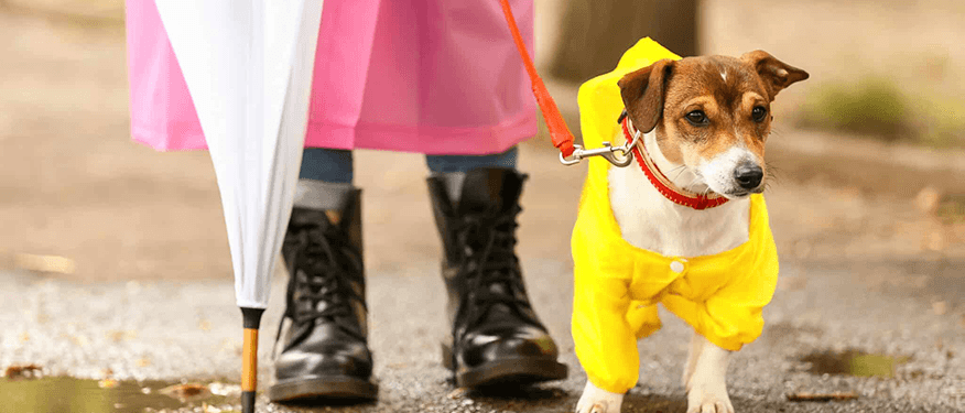Köpek Yağmurluklarının Faydaları ve Özellikleri