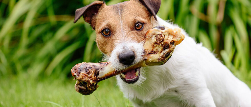 Köpekler Pişmiş Kemik Yiyebilir mi?