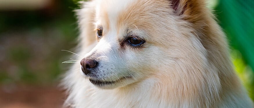 Köpeklerde Böbrek Yetmezliği