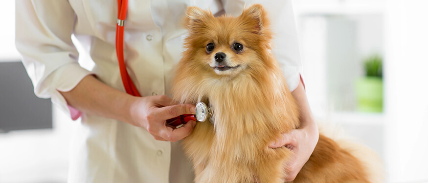 Köpeklerde Kalp Hastalıkları ve Belirtileri