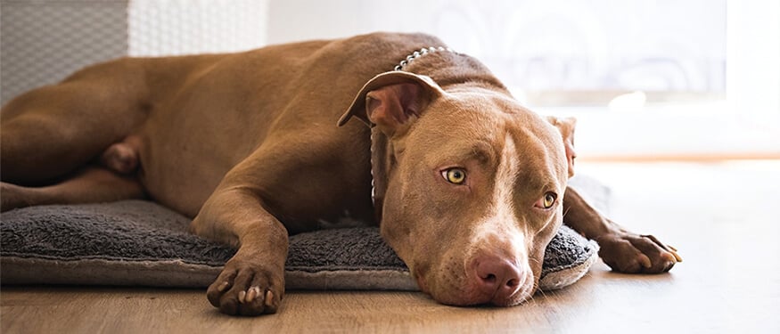 Köpeklerde Karaciğer Kanseri