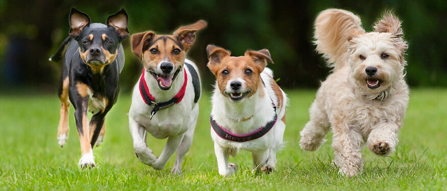 Köpeklerde Soyağacı Belgeleri