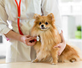 Köpeklerde Kalp Krizinin Nedenleri ve Risk Faktörleri