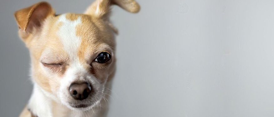 Köpeklerde Yüz Felci: Belirtileri, Nedenleri ve Tedavisi