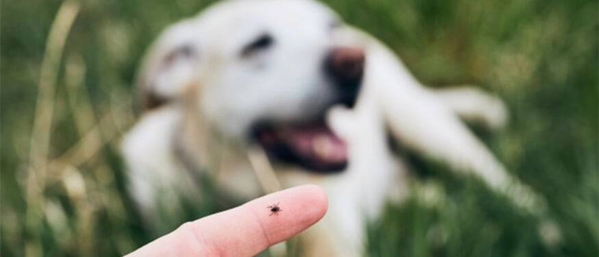 Kırım Kongo Kanamalı Ateşinde Köpeklerin Rolü