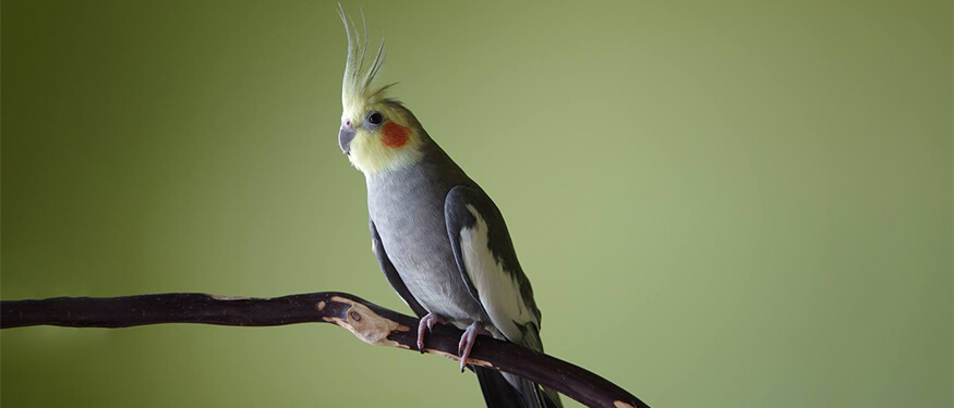 Kuşlarda İshalin Nedenleri ve Tedavisi
