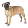 Mastiff
