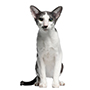 Oriental Shorthair