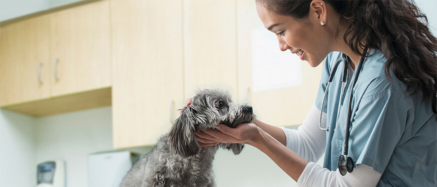 Kedi Ve Köpeklerde Ozon Terapisi