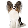 Papillon Köpek Cinsi