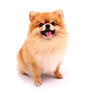 Pomeranian Boo