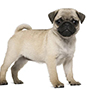 Pug