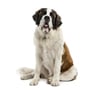 Saint Bernard