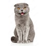 Scottish Fold