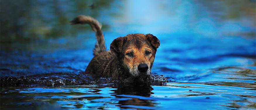 Sel Felaketi Ve Köpekler