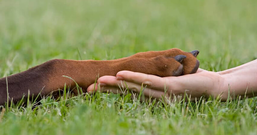 Köpek hakkında