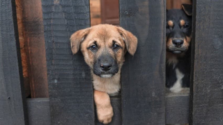 Köpek Sahiplenme