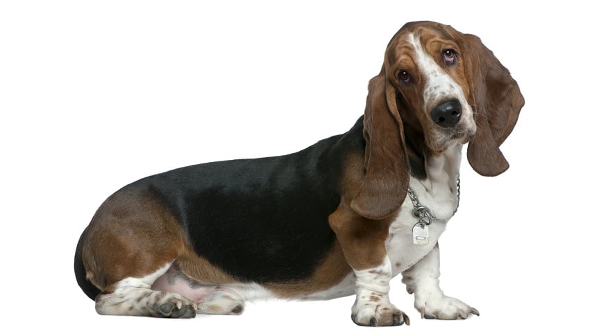 Köpek hakkında