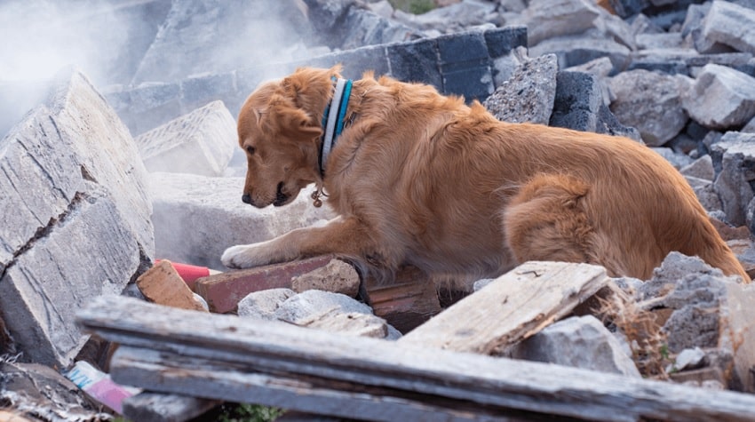 Köpekler Hakkında