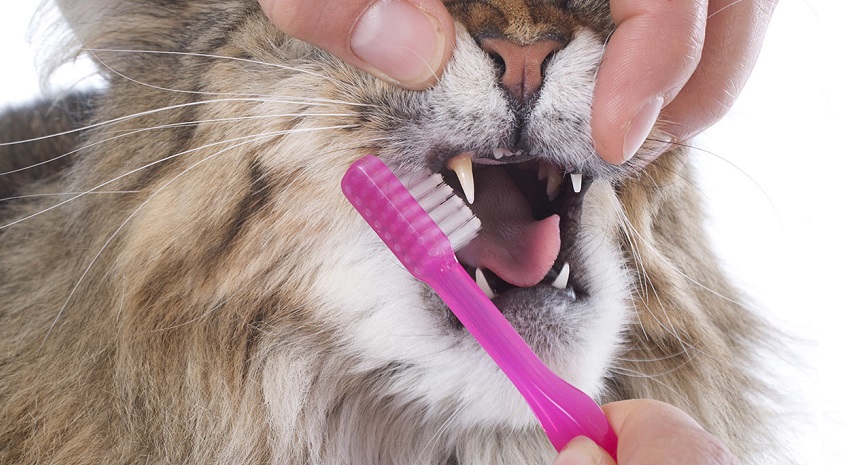 kedilerde diş bakımı