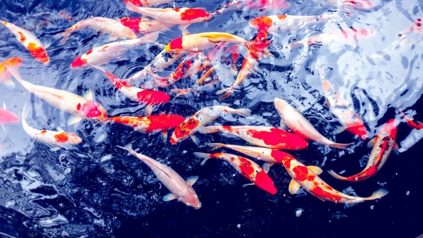 Doğru Balık Yemi Seçimi Nasıl Olur? | PetBurada.com