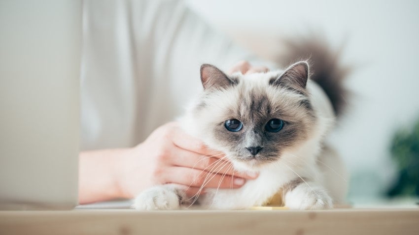 Kedi Bakımı Nasıl Olmalı? | PetBurada.com