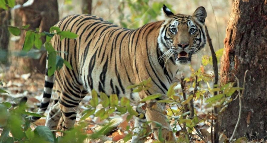 dünyanın en tehlikeli hayvanı sivrisinek