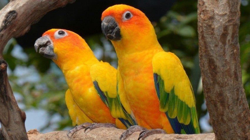 Çok Konuşan Papağan Türleri | PetBurada.com