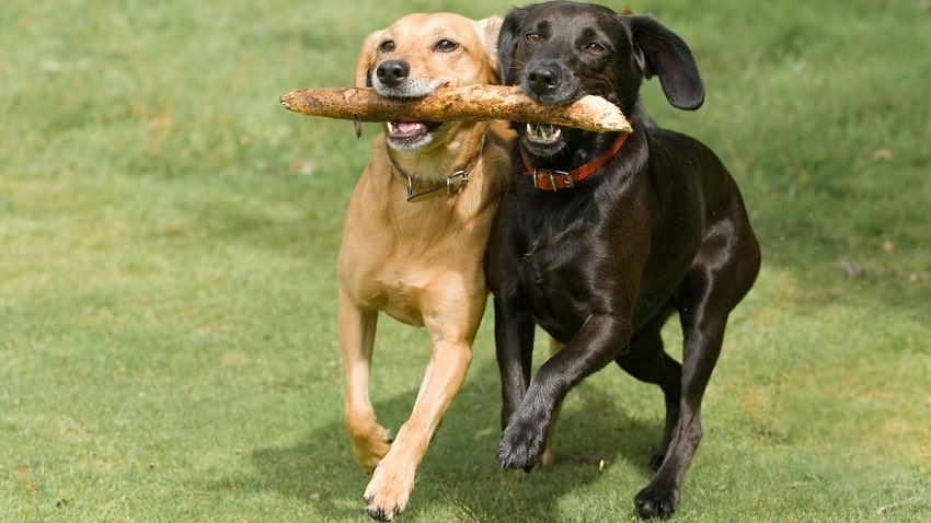 Köpekler Hakkında