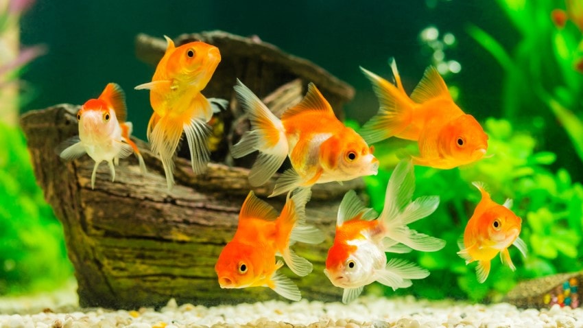 Japon Balığı Hakkında Tüm Bilgiler | PetBurada