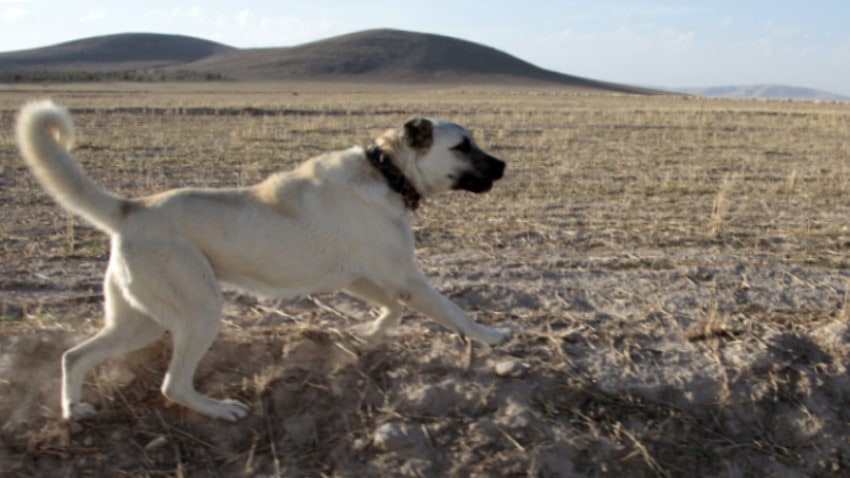 Kangal Köpeği Genel Özellikleri | PetBurada Blog