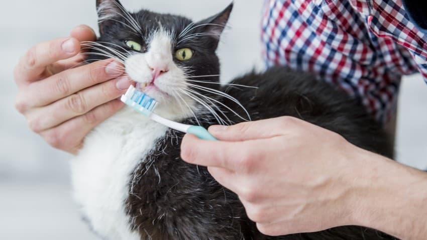 Kedi Ağız Bakımı Nasıl Yapılır