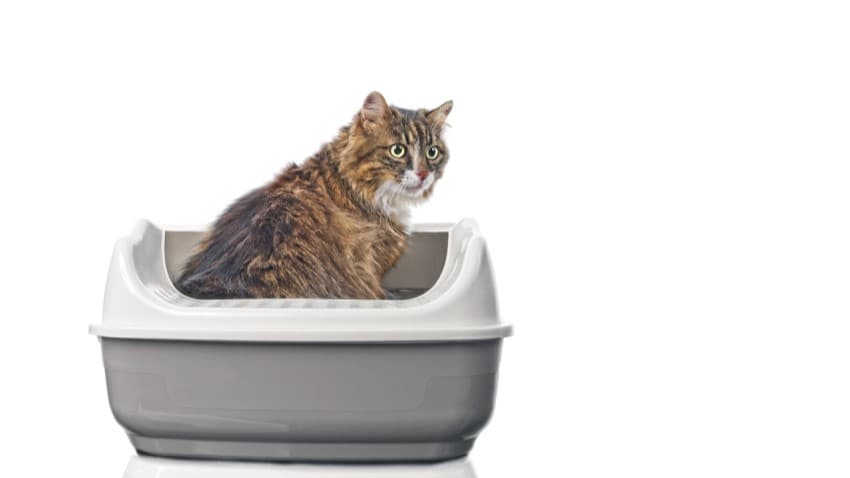 Kedi Tuvaleti Nasıl Seçilir?