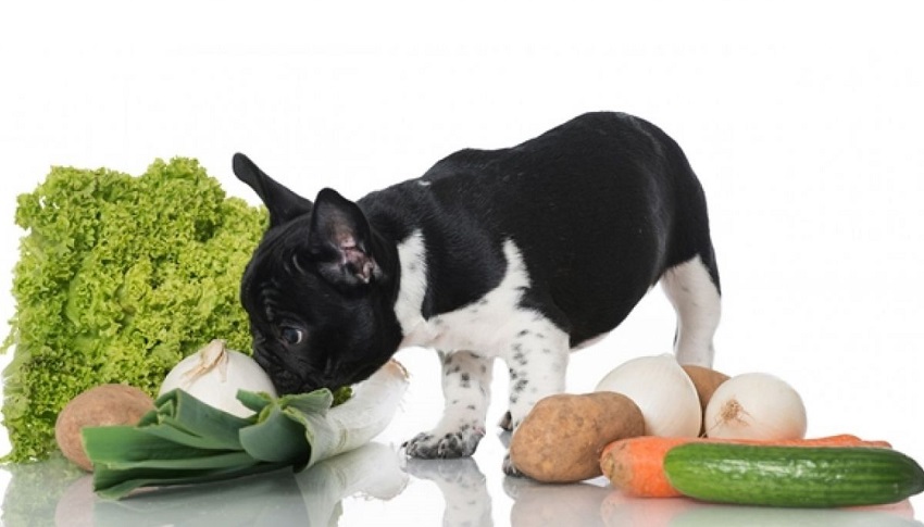 kedi ve köpekler için zehirli bitkiler