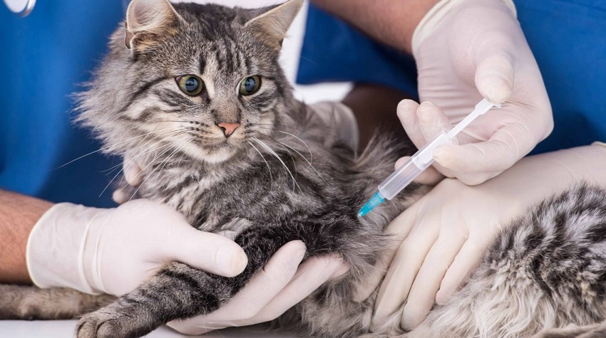 kedi ve köpeklerde aşı