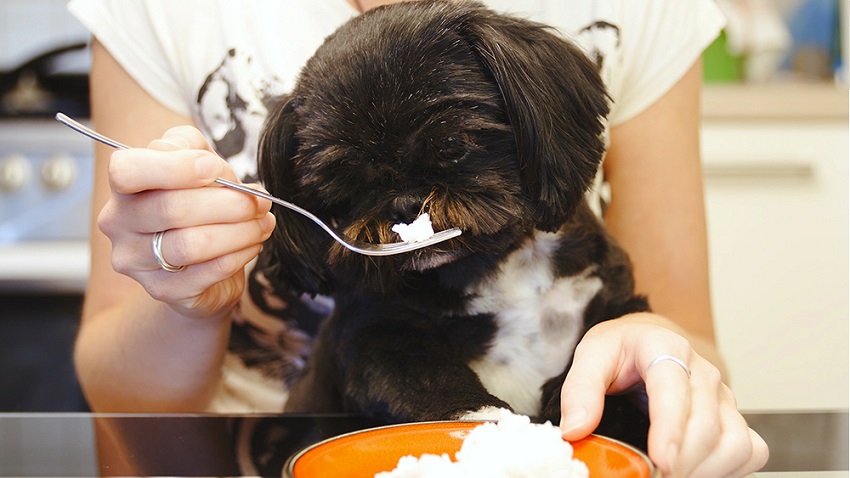 Köpekler Hakkında, Kediler Hakkında