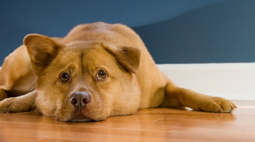 Köpekler Hakkında, Kediler Hakkında